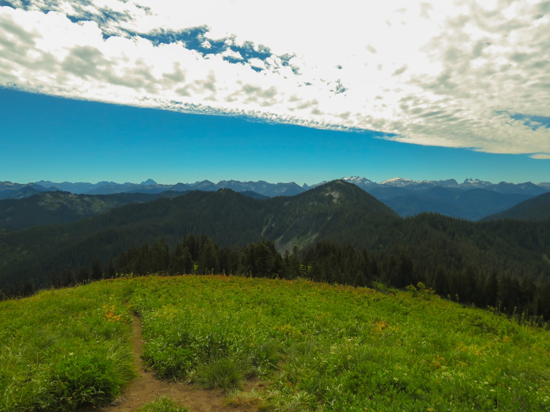 Pine forest trail on Hot Springs Mountain