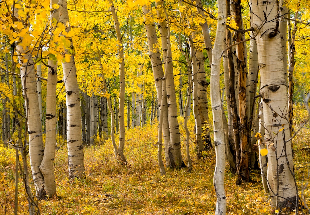 Layered mountain vista with red, orange, and yellow autumn foliage