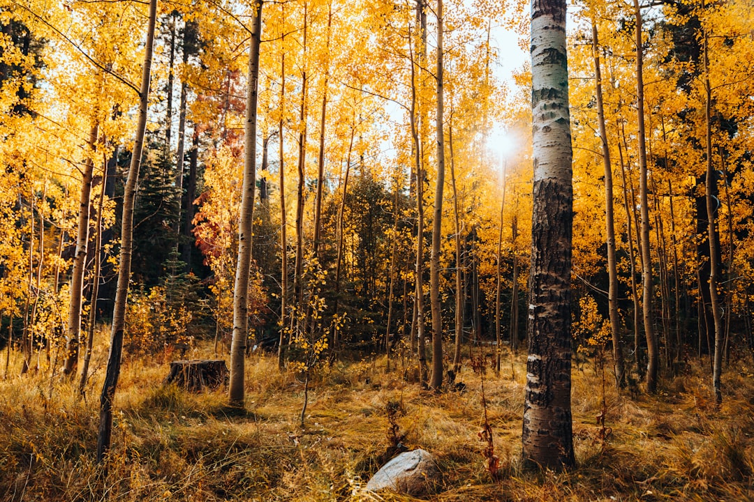 Golden aspen trees glowing in autumn sunlight