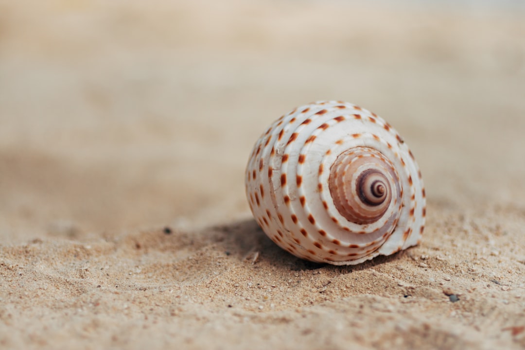 Assorted seashells scattered on ribbed wet beach sand