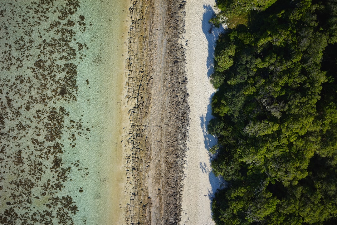 Barrier island sand dunes with beach grass