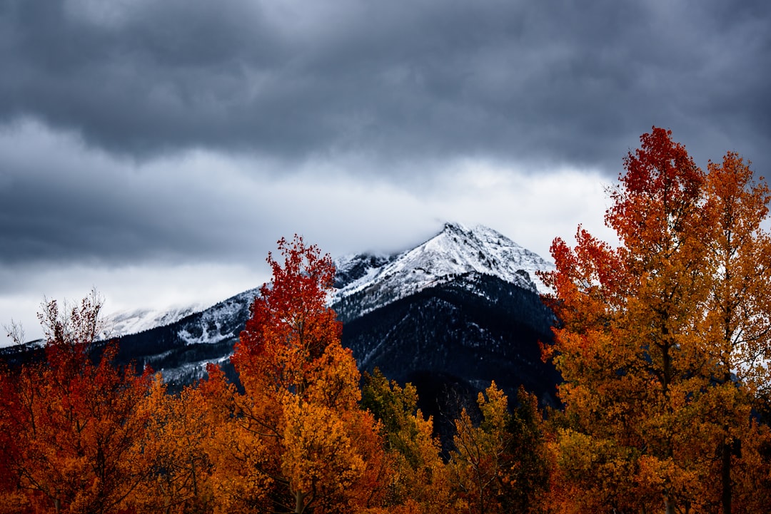 Red-orange aspens standing before a snowy Sierra peak