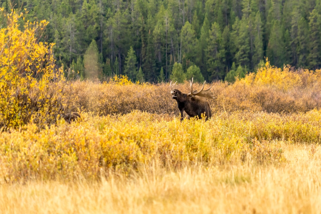 A bull moose standing in golden autumn brush