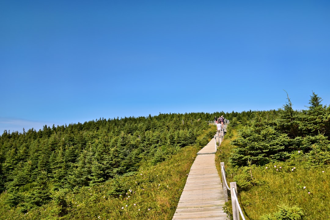 Boardwalk path leading toward a coastal headland on the Skyline Trail