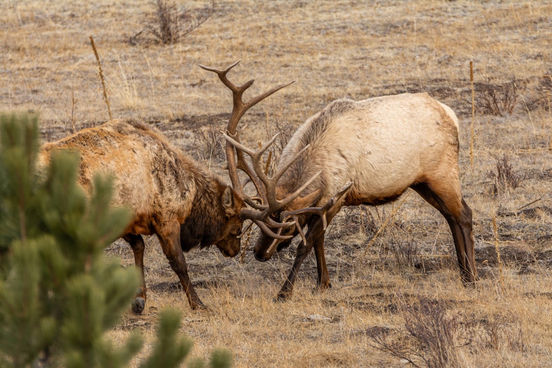 Two bull elk sparring in a September meadow