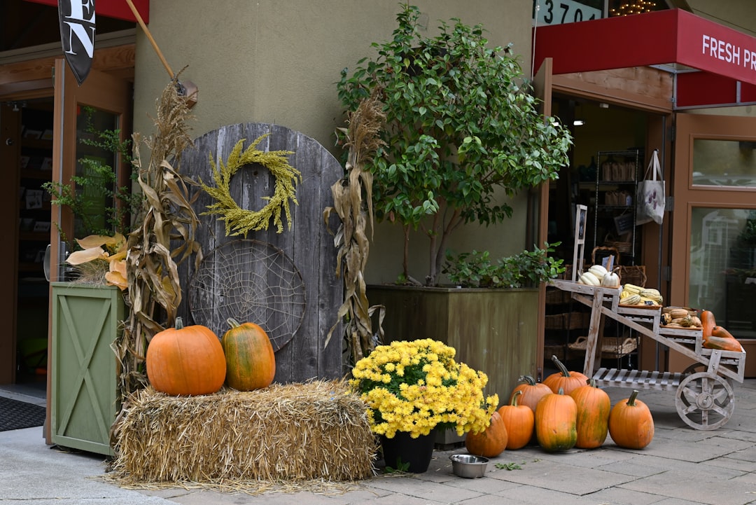 A farm stand display of autumn mums, pumpkins, and corn stalks