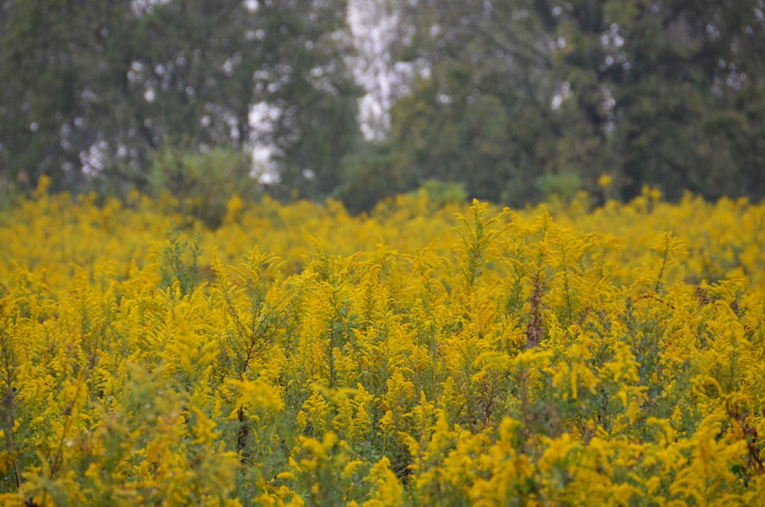 Field of blooming goldenrod in autumn