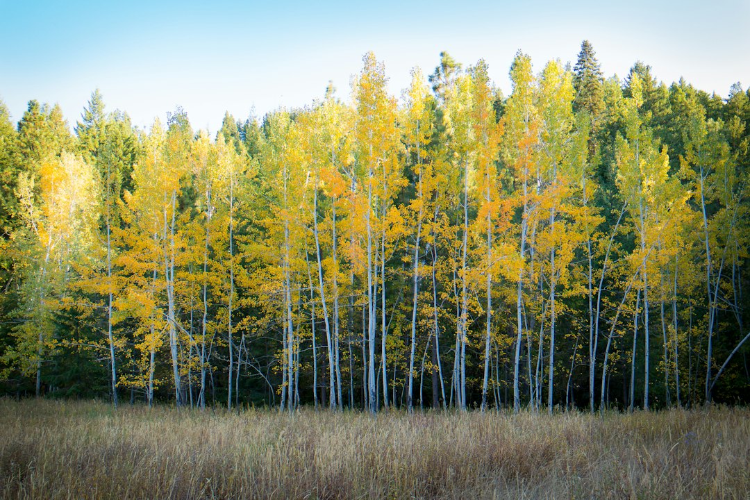 Golden birch trees glowing against dark conifers in autumn