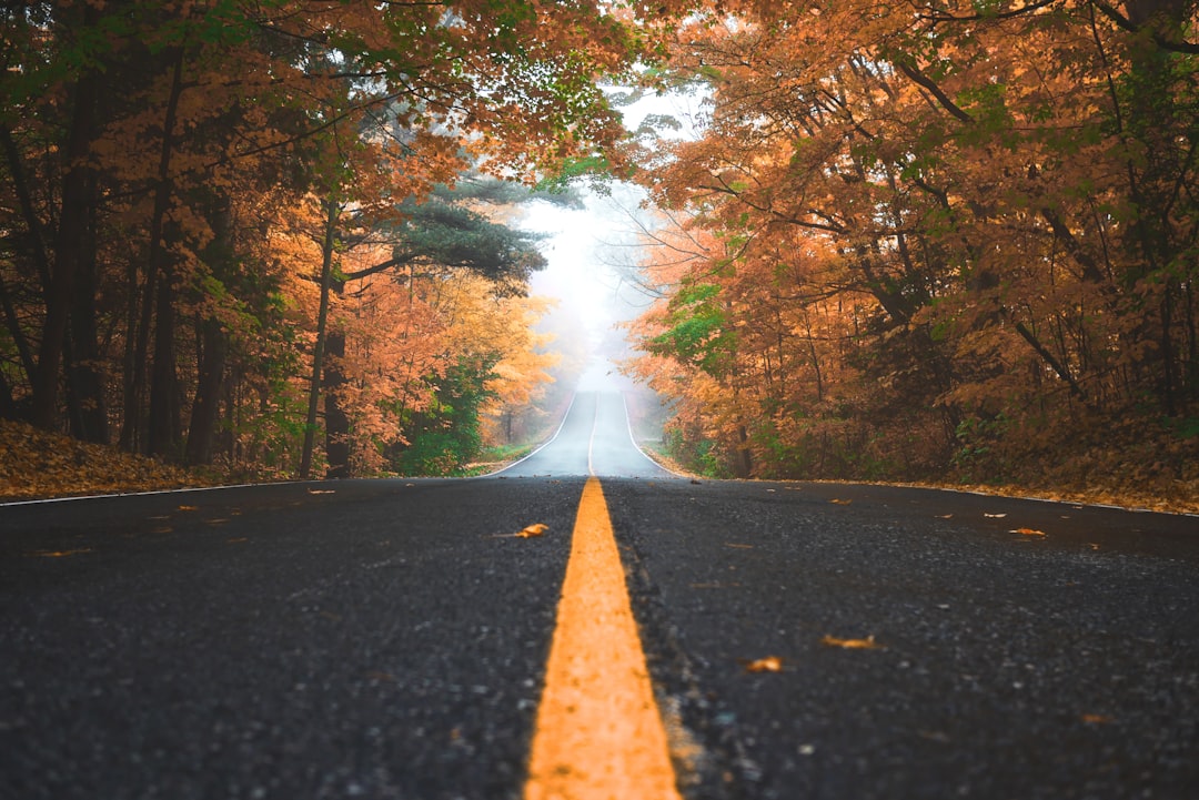 Foggy scenic road lined with autumn trees