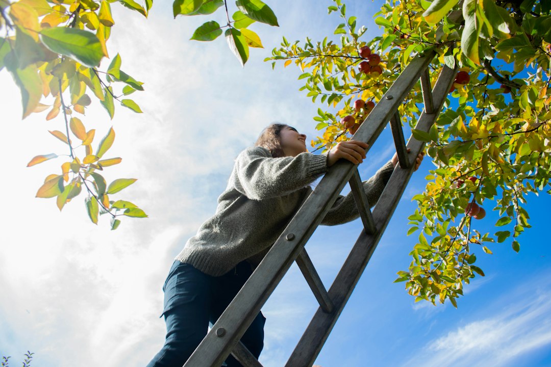Woman on a wooden ladder picking apples in a Hudson Valley orchard