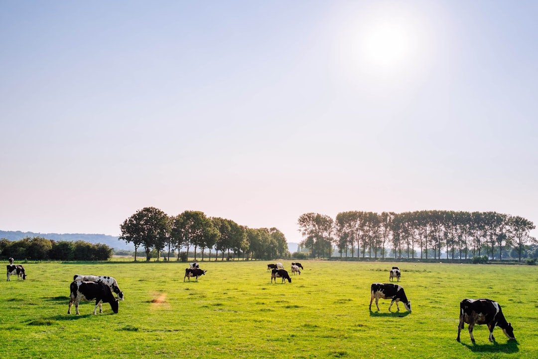 Dairy cows grazing in a green pasture