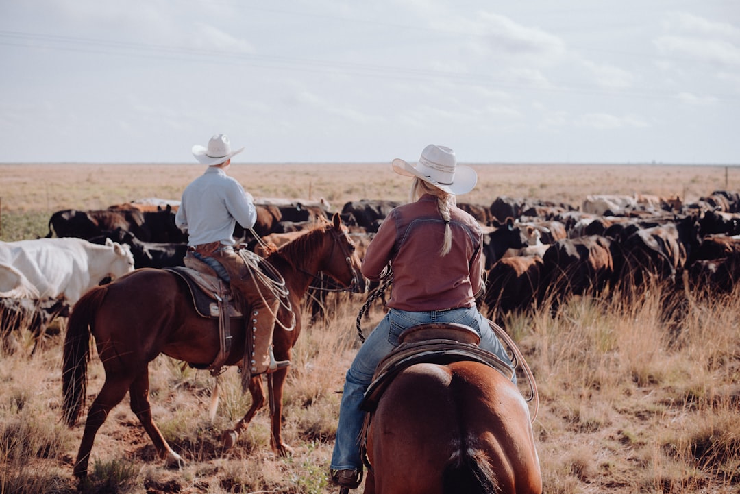 Cowboys on horseback driving livestock across open prairie