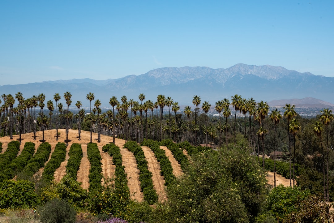 Rows of citrus trees in a grove