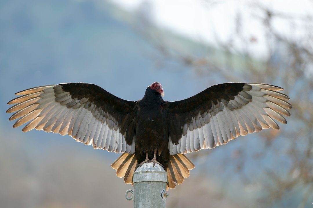 A turkey vulture soaring on broad wings above coastal cliffs