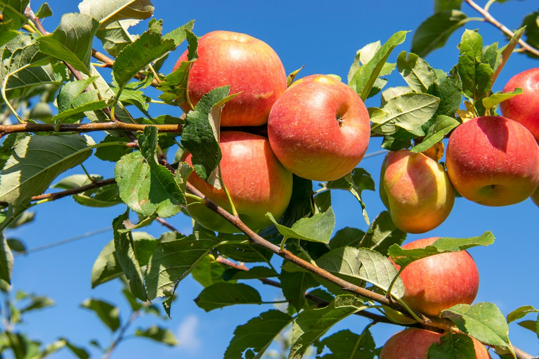 Ripe red apples hanging on a tree branch at peak apple picking season