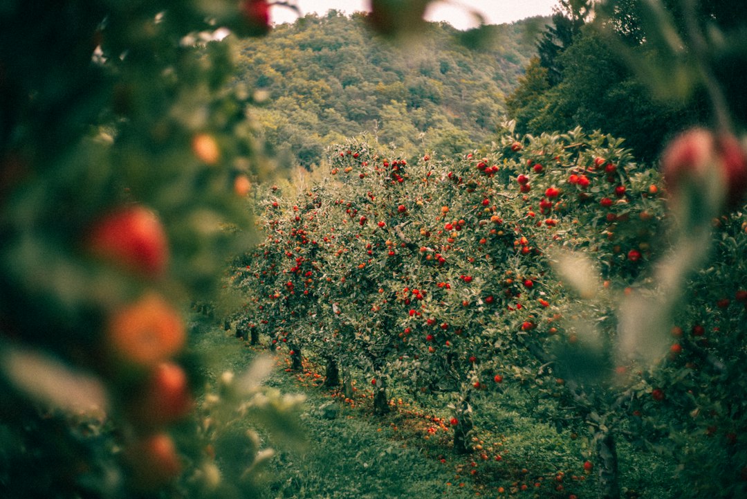 Rows of apple trees loaded with red apples against green hills in orchard country