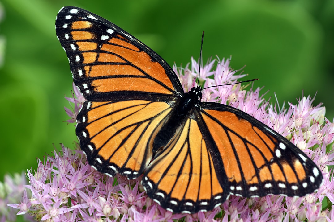 Monarch butterfly nectaring on pink wildflowers
