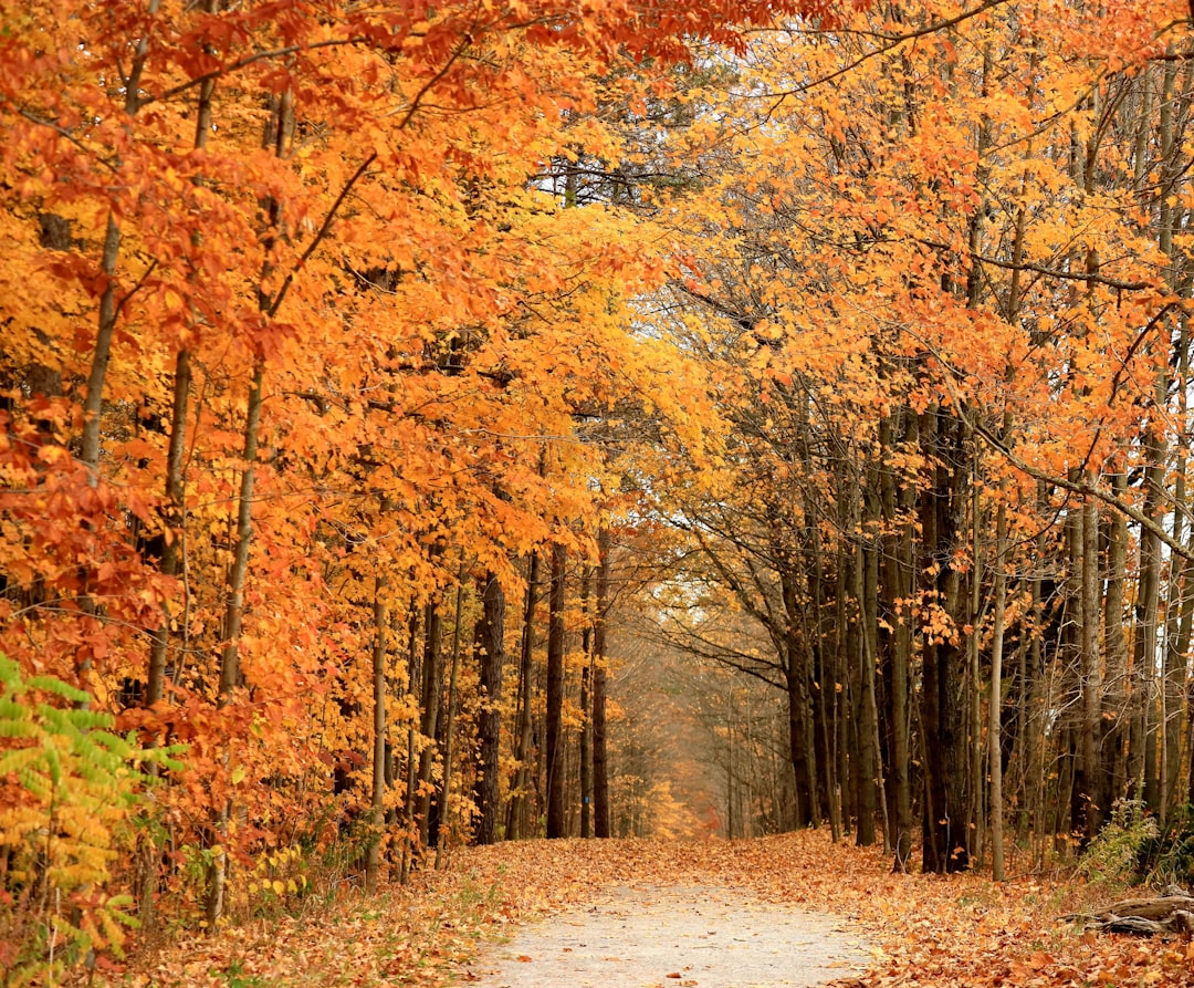 Fall forest trail covered with orange leaves