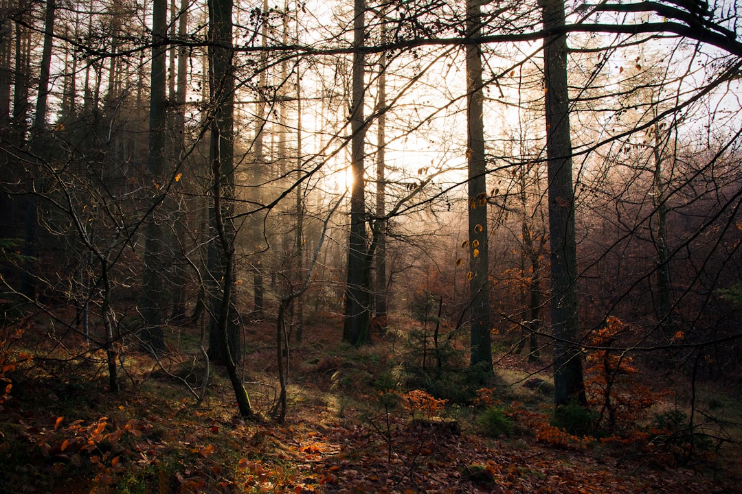 Sunrise fog burning through an autumn hardwood forest