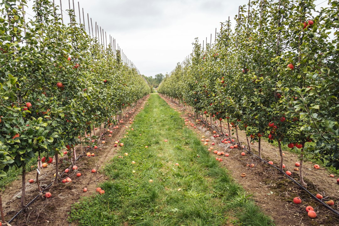 Rows of apple trees heavy with red fruit in a Door County fall orchard