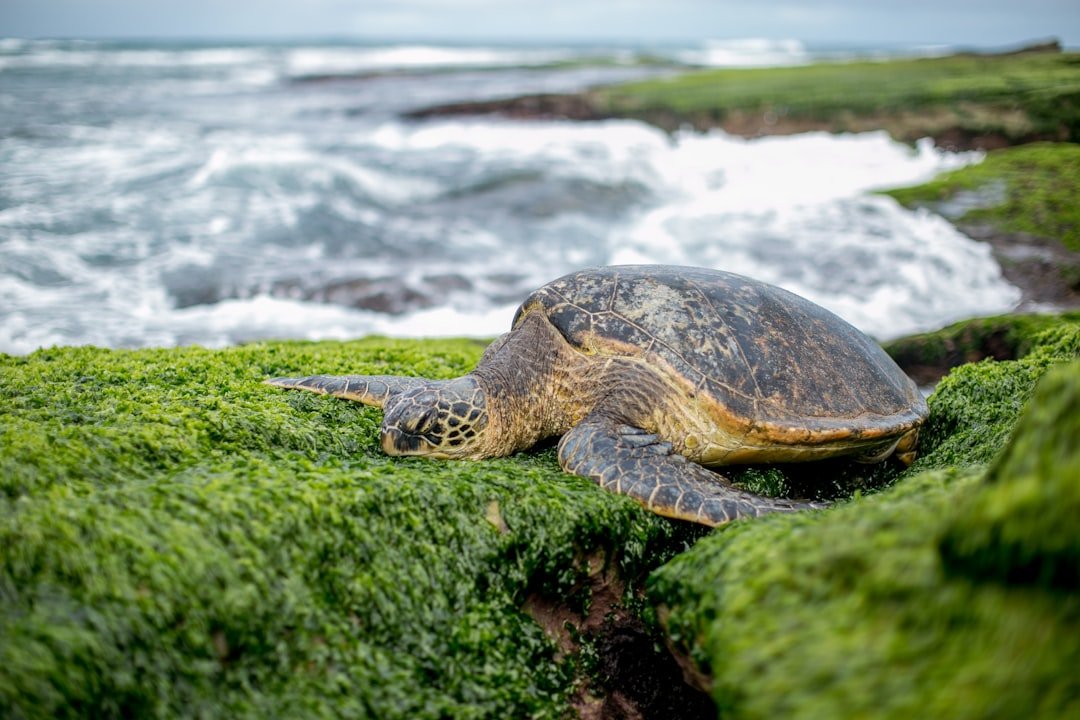 Sea turtle resting near the shoreline on Florida's Atlantic coast