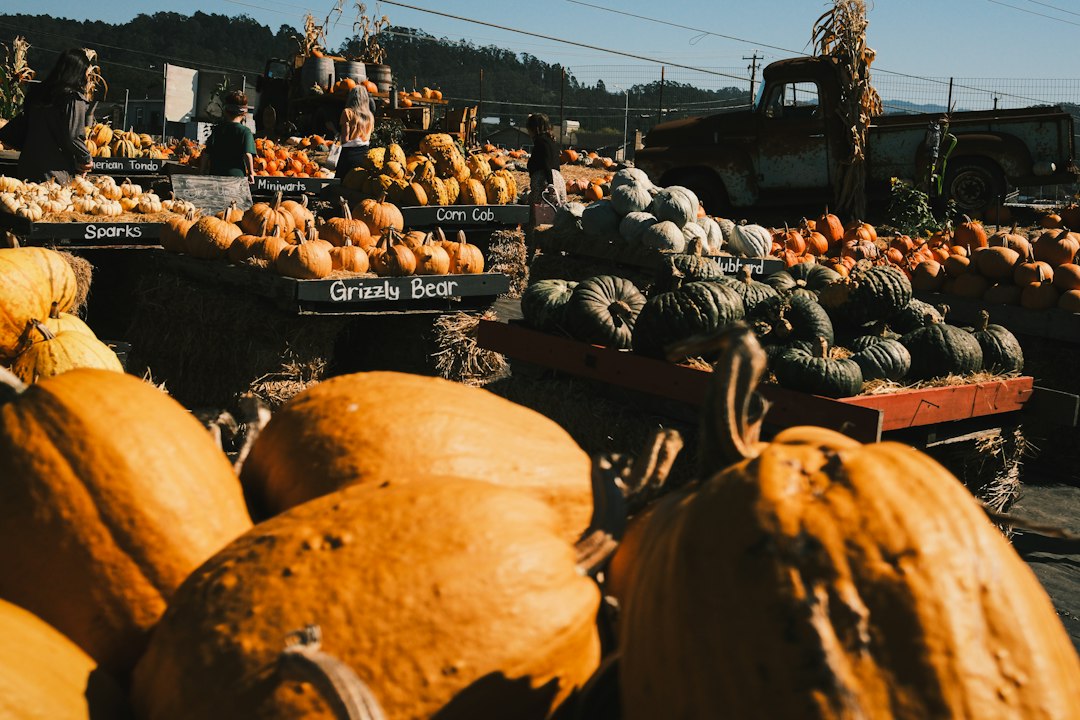 Farm market shelves piled with autumn pumpkins