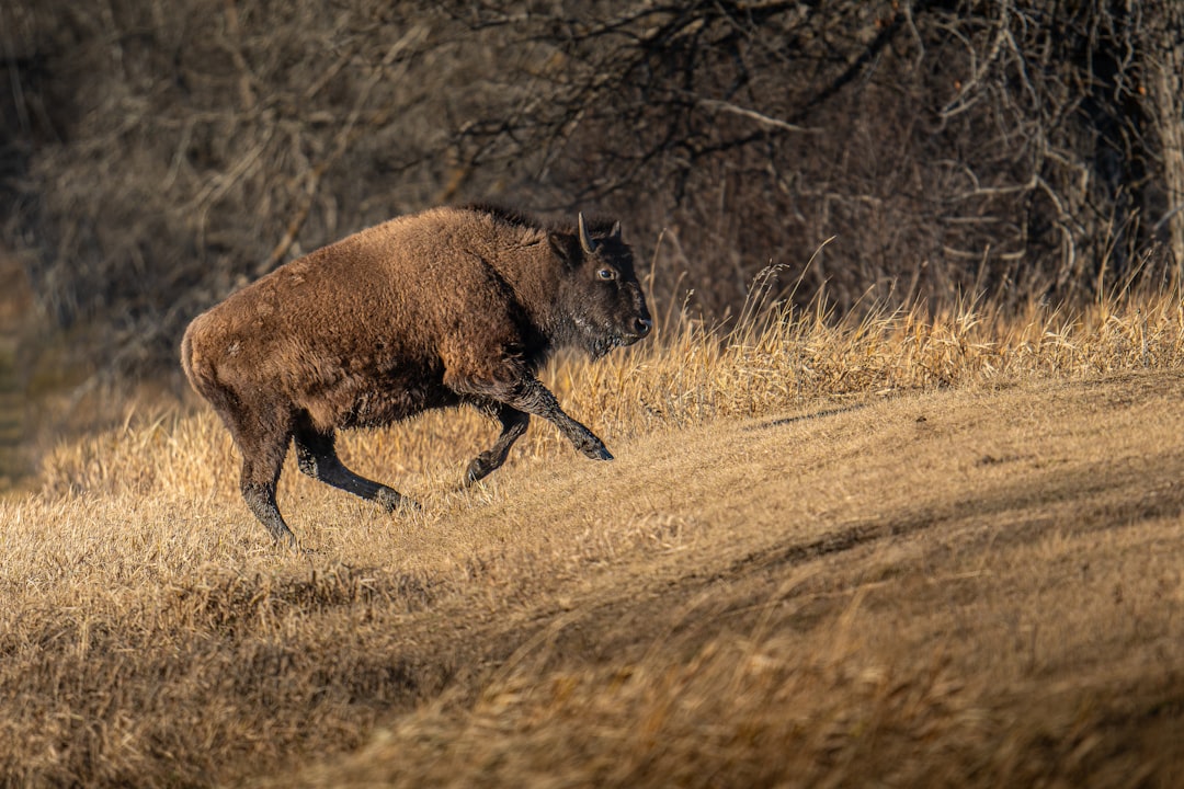 A bison running at speed across dry grassland, dust rising