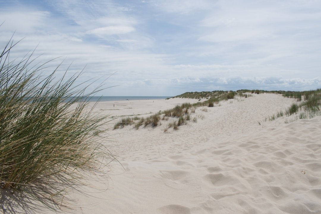 Sand dunes with sea grass along a Florida barrier island beach