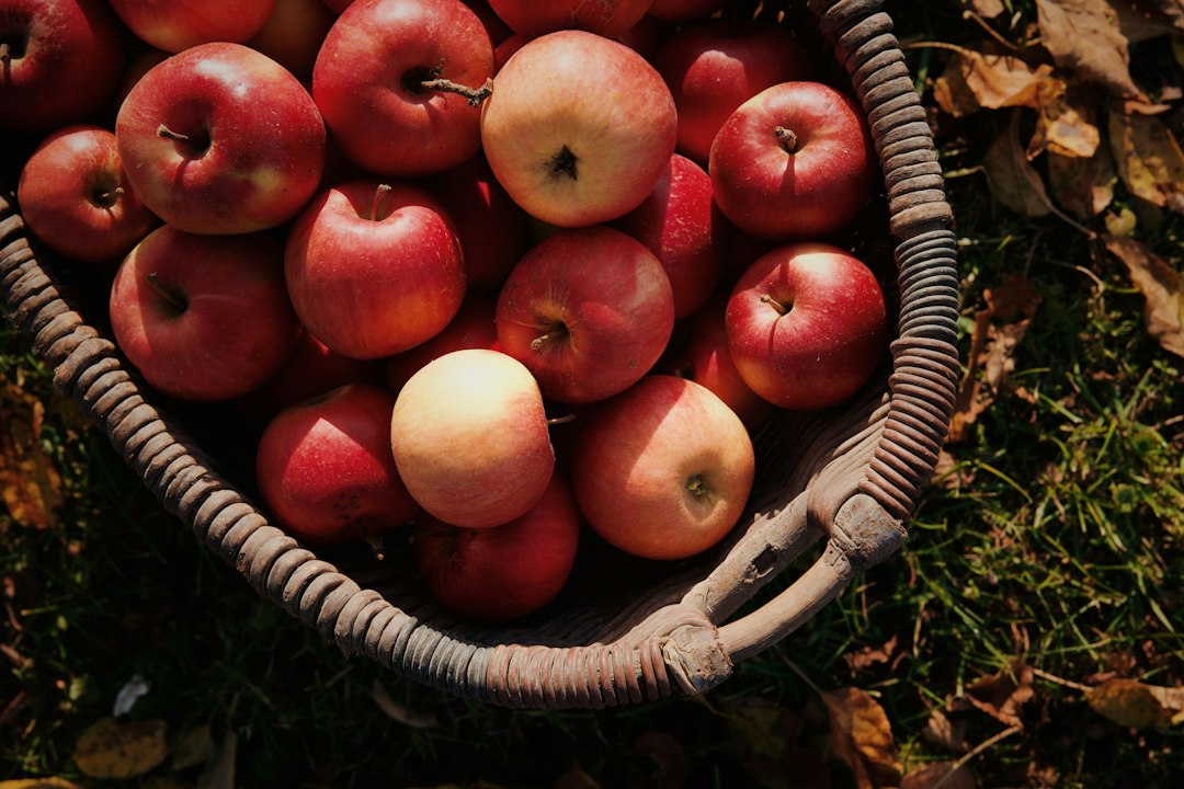 Wicker basket overflowing with freshly harvested red and yellow apples