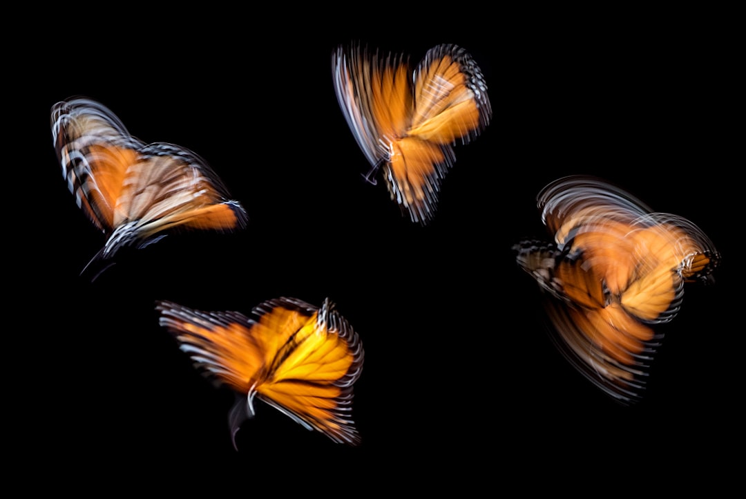 Multiple monarch butterflies in motion