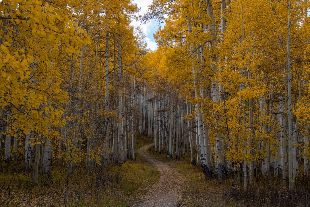 Hiker walking a trail through bright golden aspens in Colorado
