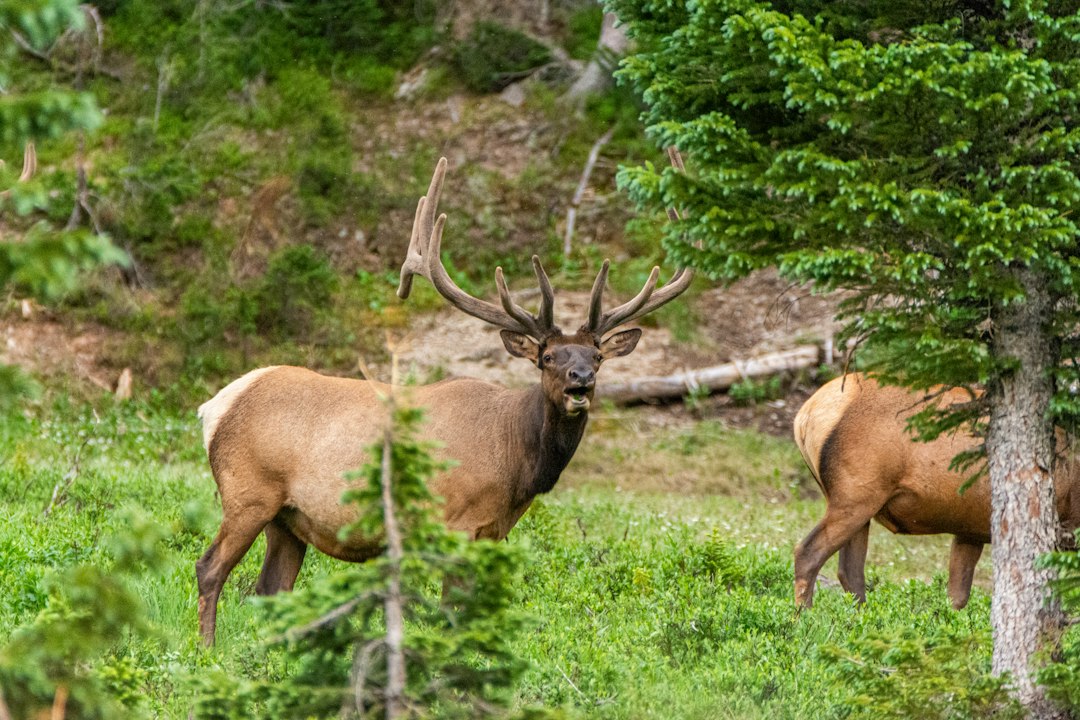 Bull elk standing in a misty high-country meadow at dawn