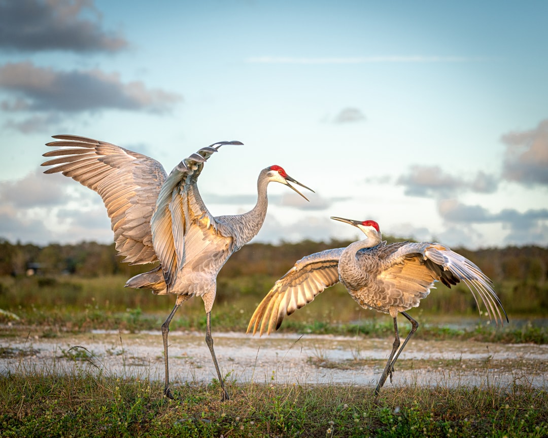 Two sandhill cranes with wings spread in a wetland during fall migration