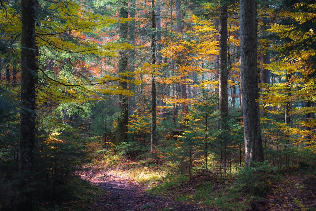 Leaf-covered path winding through a vibrant autumn forest
