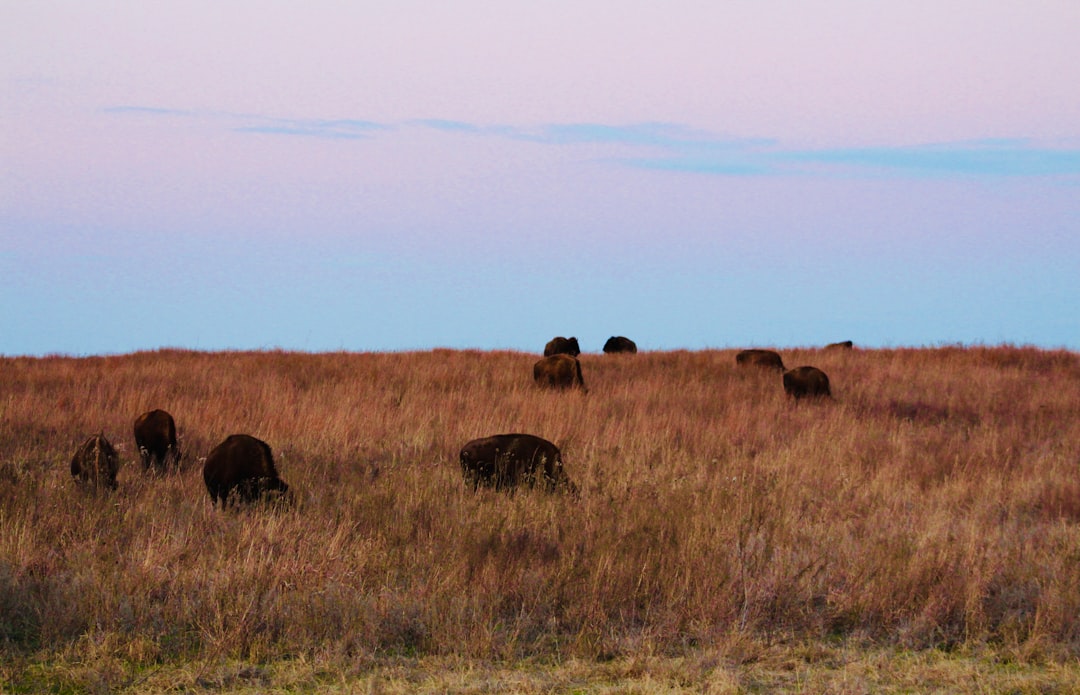 A large herd of bison grazing across open prairie at dusk
