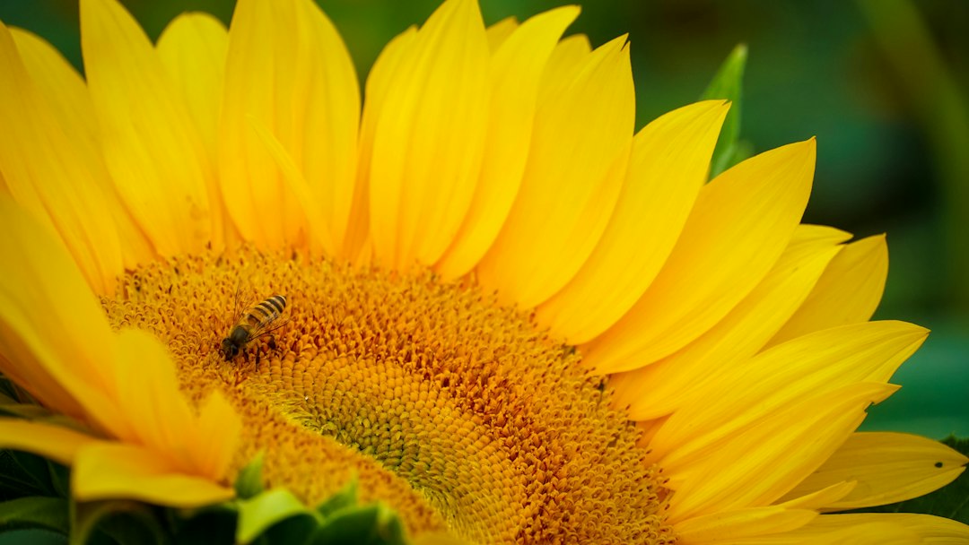 A honeybee working the center of a bright sunflower close up