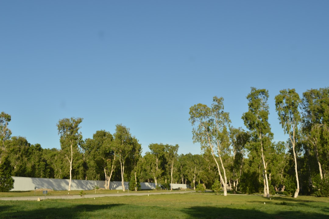 Eucalyptus trees along the California coast