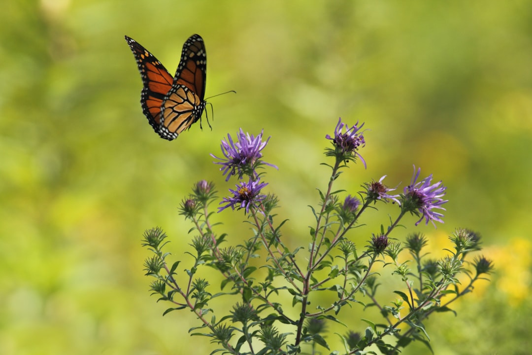 Monarch butterfly in flight above wildflowers
