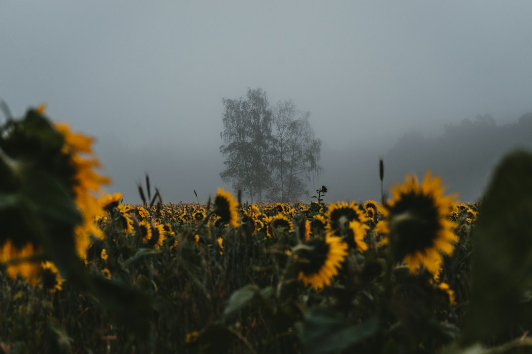 Sunflowers standing in morning mist at dawn in a field