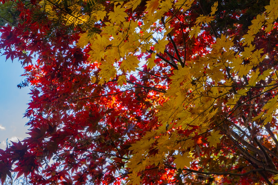 Canopy of red and yellow maple leaves against a blue autumn sky