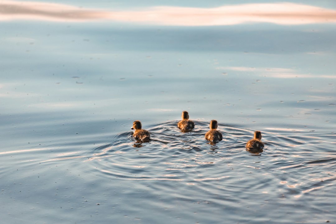 Ducklings swimming on calm water near the South Shore boat launch