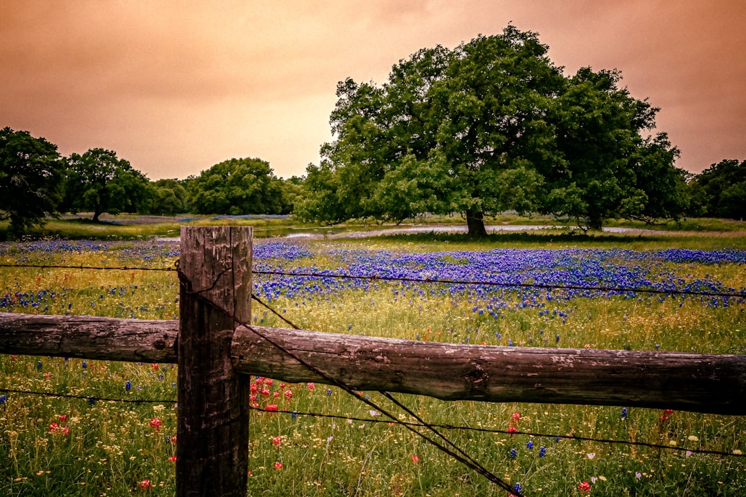 Rolling hills and oak trees of the Texas Hill Country