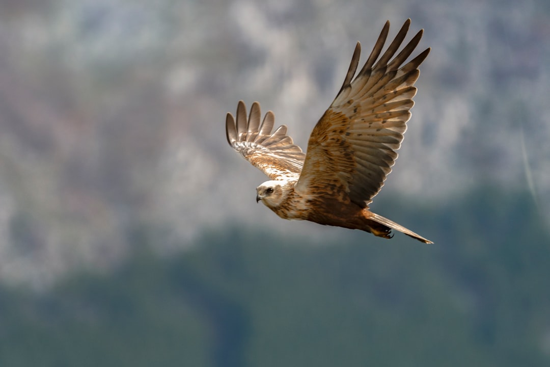 A hawk soaring with wings fully spread against an autumn sky