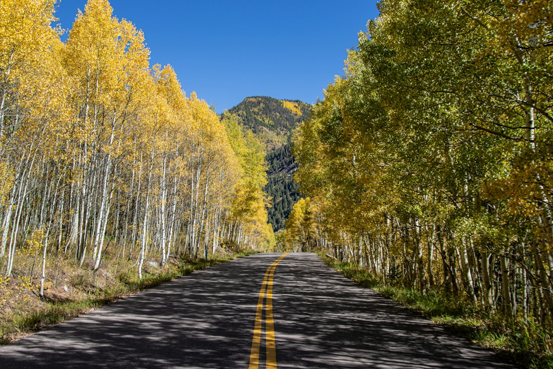 Gravel road curving through dense golden aspen forest on Kebler Pass