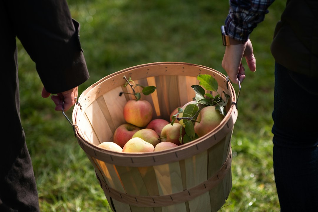 Hands holding a basket full of freshly picked apples