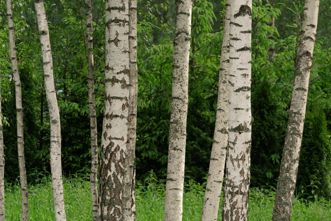 White-barked aspen trunks against bright golden leaves in Colorado