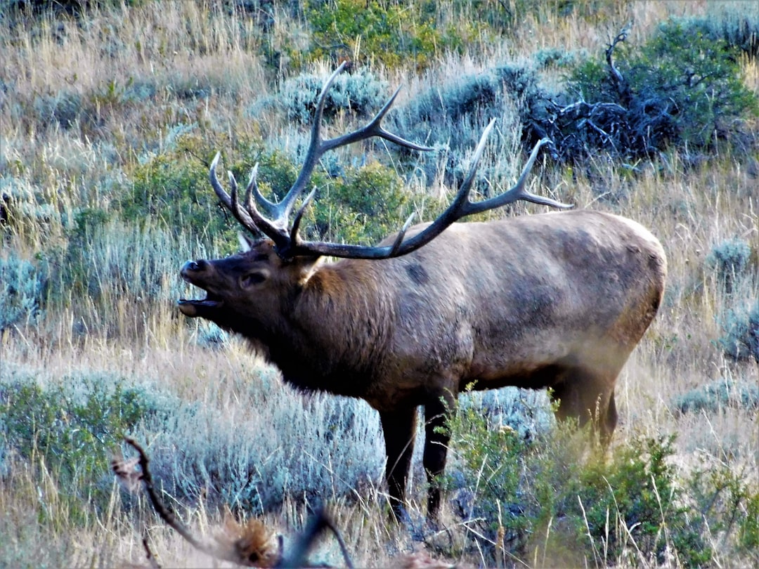 Bull elk bugling in a sagebrush meadow during the fall rut