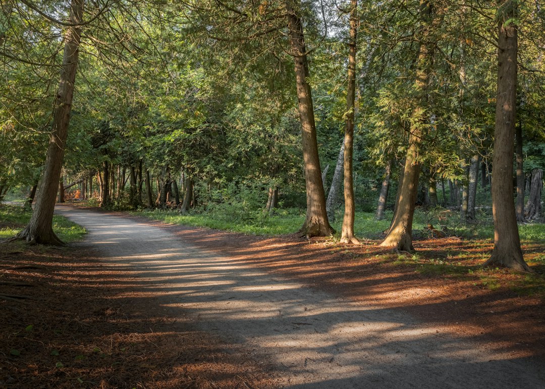 Forest path in Peninsula State Park winding through tall October trees