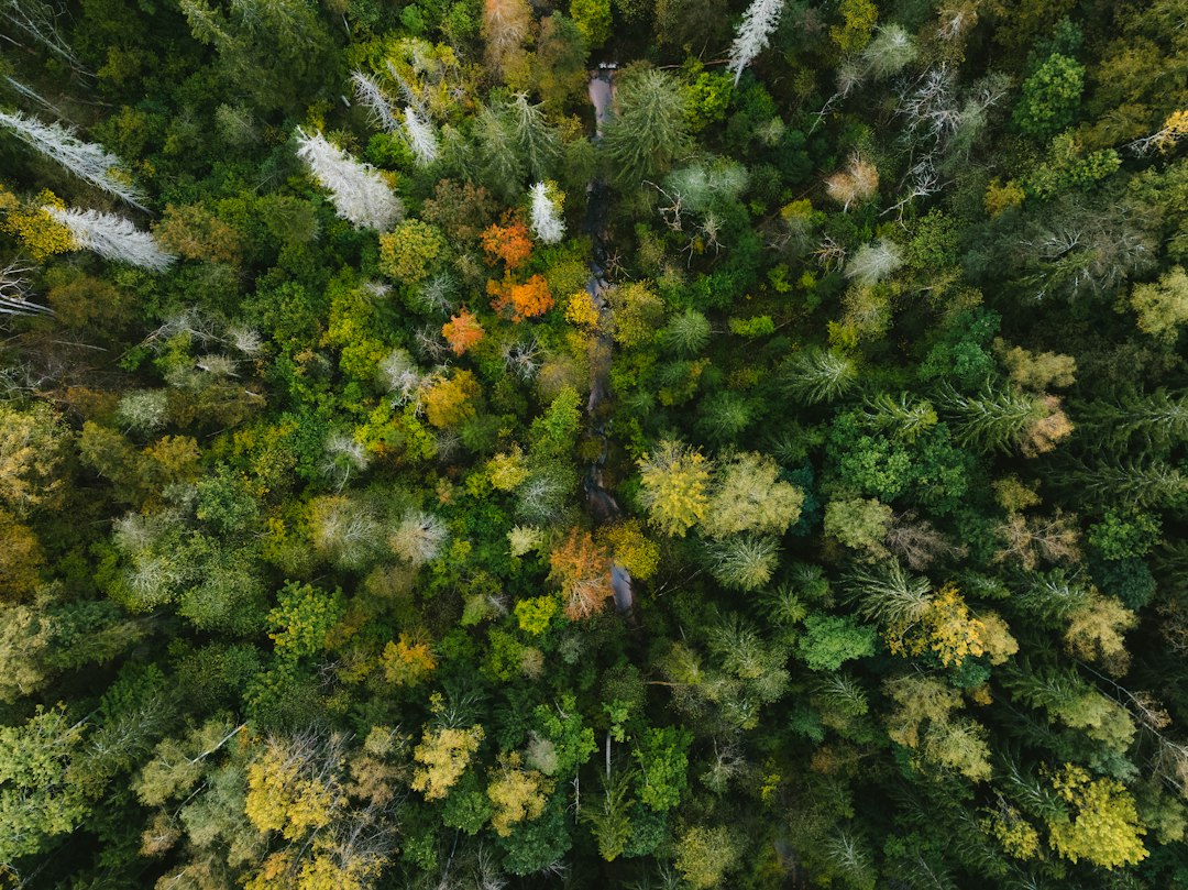 A view over a colorful autumn forest canopy from a ridgetop