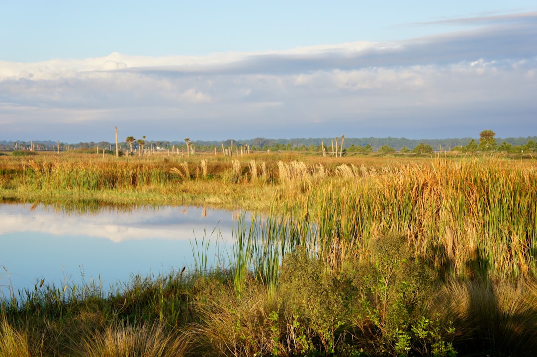 Wetland marsh at dawn, prime habitat for fall bird migration watching